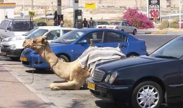 Only In Dubai!