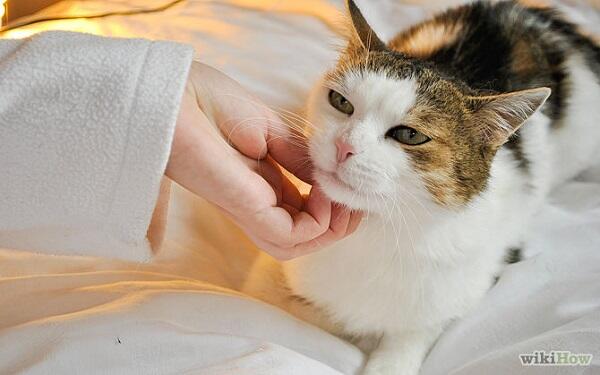 5 Cara Memahami Kucing Kesayangan Agan
