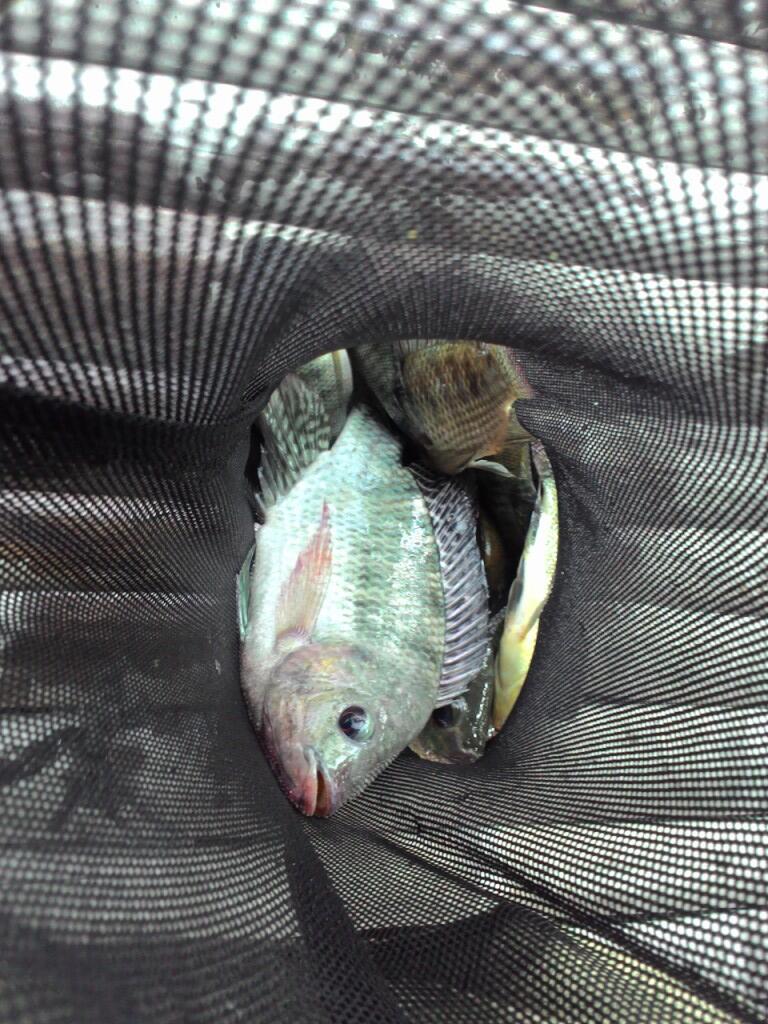 (FR) Cingreng-reng (Mancing bareng sampe ireng) Kaskus Fishing Community Solo