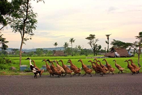 10 PERATURAN YG PALING SERING DILANGGAR DI INDONESIA 