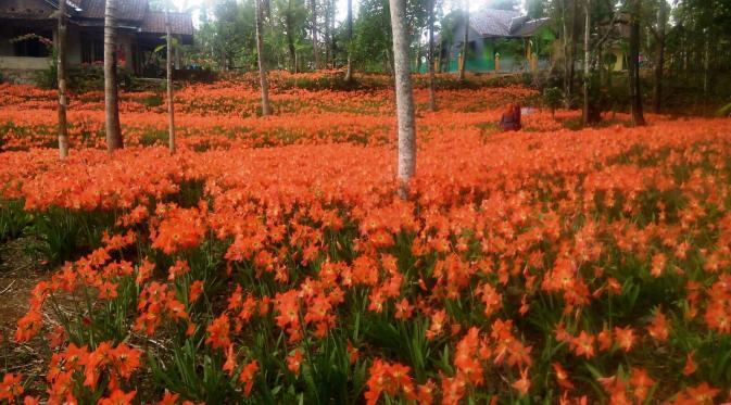 Indahnya Rumah Sukadi, Dikelilingi Ribuan Bunga Amarilis