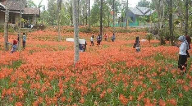 Indahnya Rumah Sukadi, Dikelilingi Ribuan Bunga Amarilis