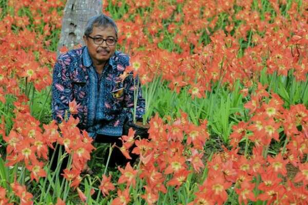 Indahnya Rumah Sukadi, Dikelilingi Ribuan Bunga Amarilis