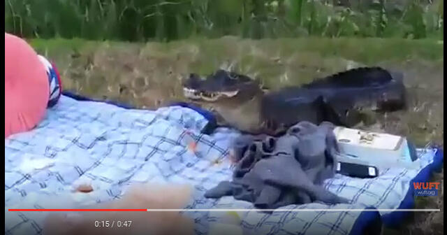 Ketika Sedang Asyik Piknik Malah Didatangi Alligator Kelaparan, Piknik pun Bubar