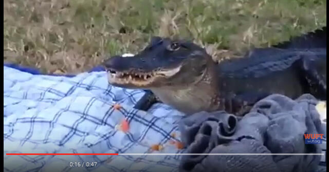 Ketika Sedang Asyik Piknik Malah Didatangi Alligator Kelaparan, Piknik pun Bubar