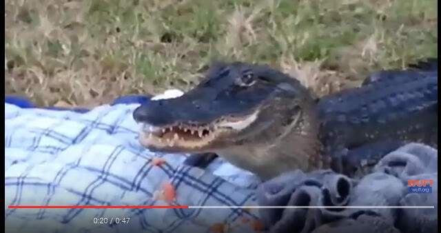 Ketika Sedang Asyik Piknik Malah Didatangi Alligator Kelaparan, Piknik pun Bubar