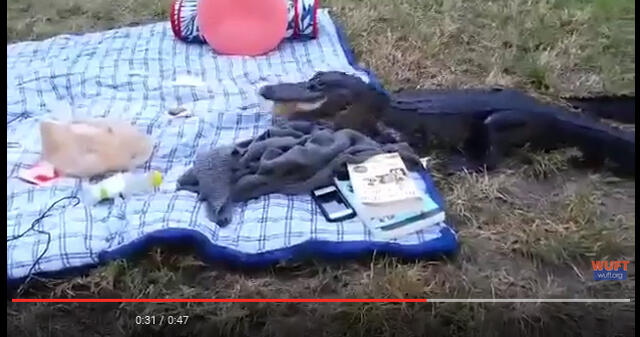 Ketika Sedang Asyik Piknik Malah Didatangi Alligator Kelaparan, Piknik pun Bubar