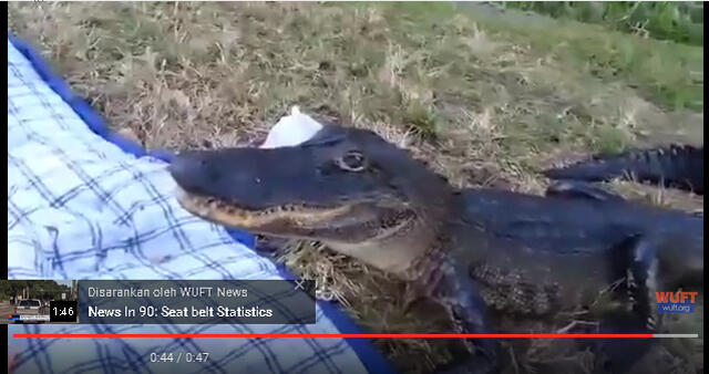 Ketika Sedang Asyik Piknik Malah Didatangi Alligator Kelaparan, Piknik pun Bubar