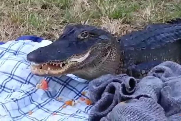 Ketika Sedang Asyik Piknik Malah Didatangi Alligator Kelaparan, Piknik pun Bubar