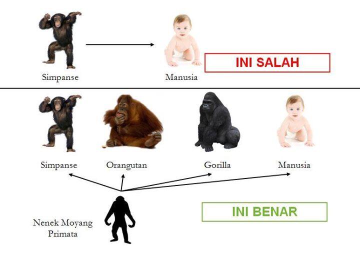 Memahami Evolusi!