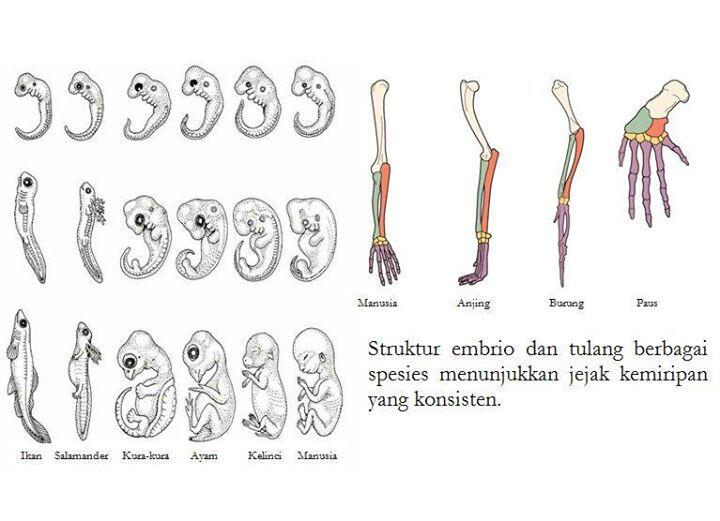 Memahami Evolusi!