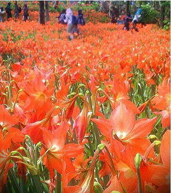 Nggak perlu ke Netherlands buat wisata ke taman bunga, Indonesia juga ada Gan