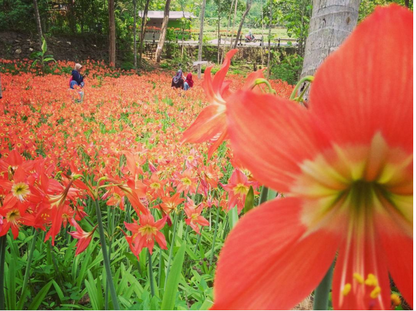 Nggak perlu ke Netherlands buat wisata ke taman bunga, Indonesia juga ada Gan