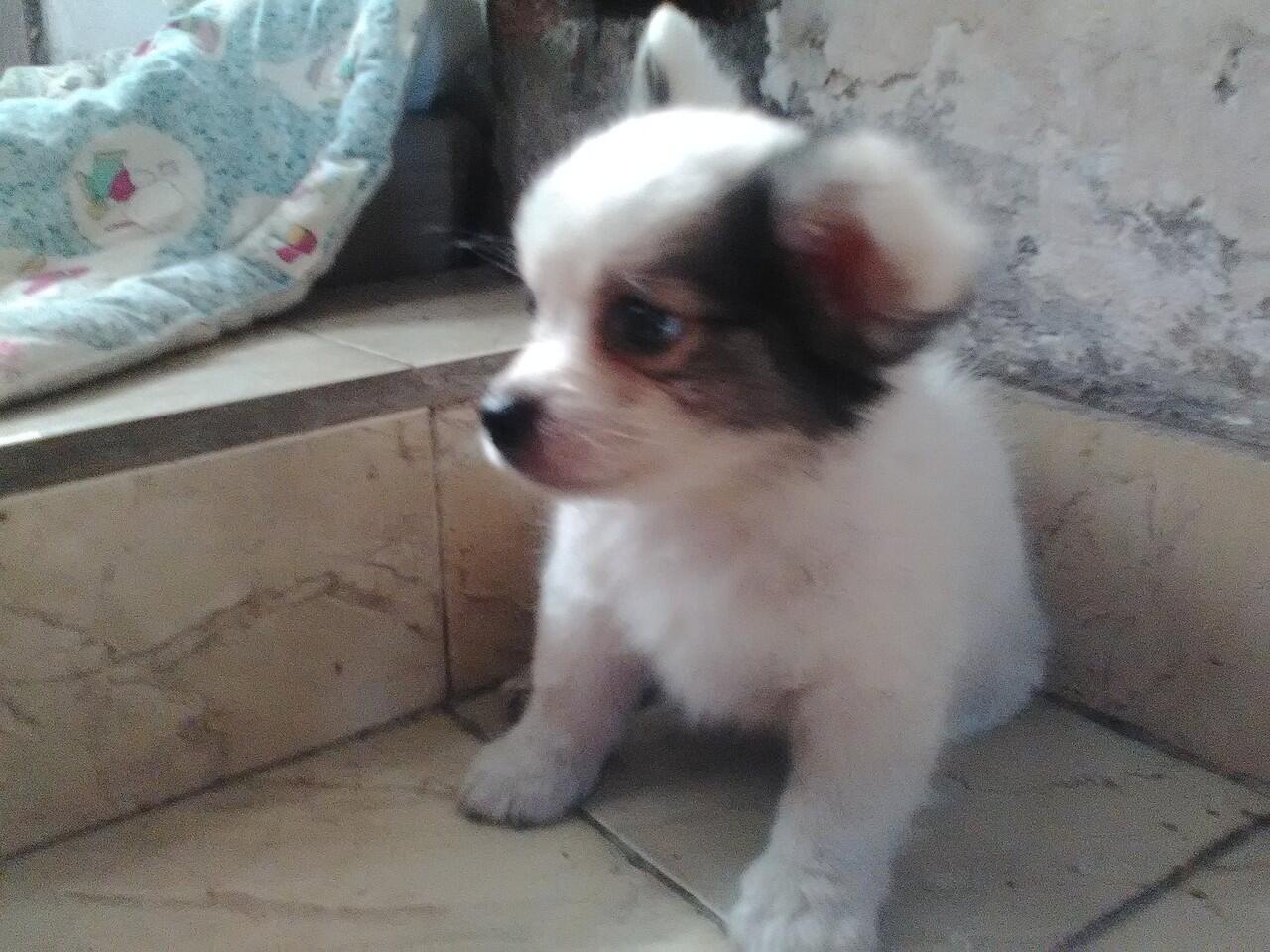 &#91;ASK&#93; Puppy saya jenisnya apa yaa.. Mohon bantuannya..