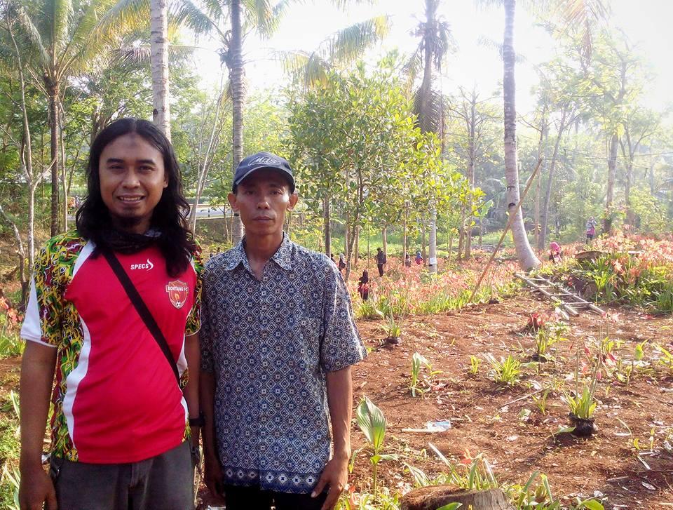 Kisah dibalik si manis bunga AMARYLLIS Patuk Gunung Kidul