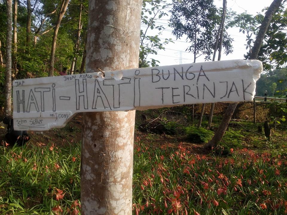 Kisah dibalik si manis bunga AMARYLLIS Patuk Gunung Kidul