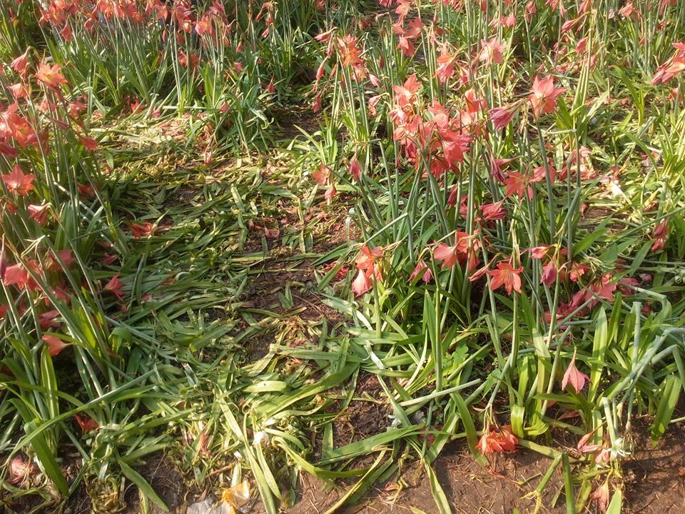 Kisah dibalik si manis bunga AMARYLLIS Patuk Gunung Kidul