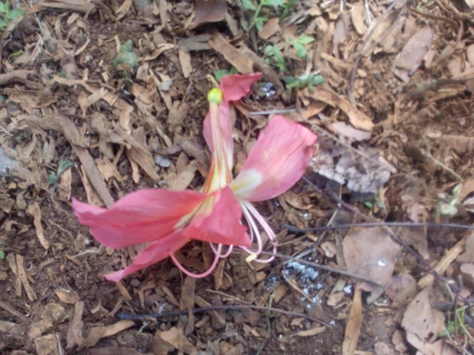 Kisah dibalik si manis bunga AMARYLLIS Patuk Gunung Kidul