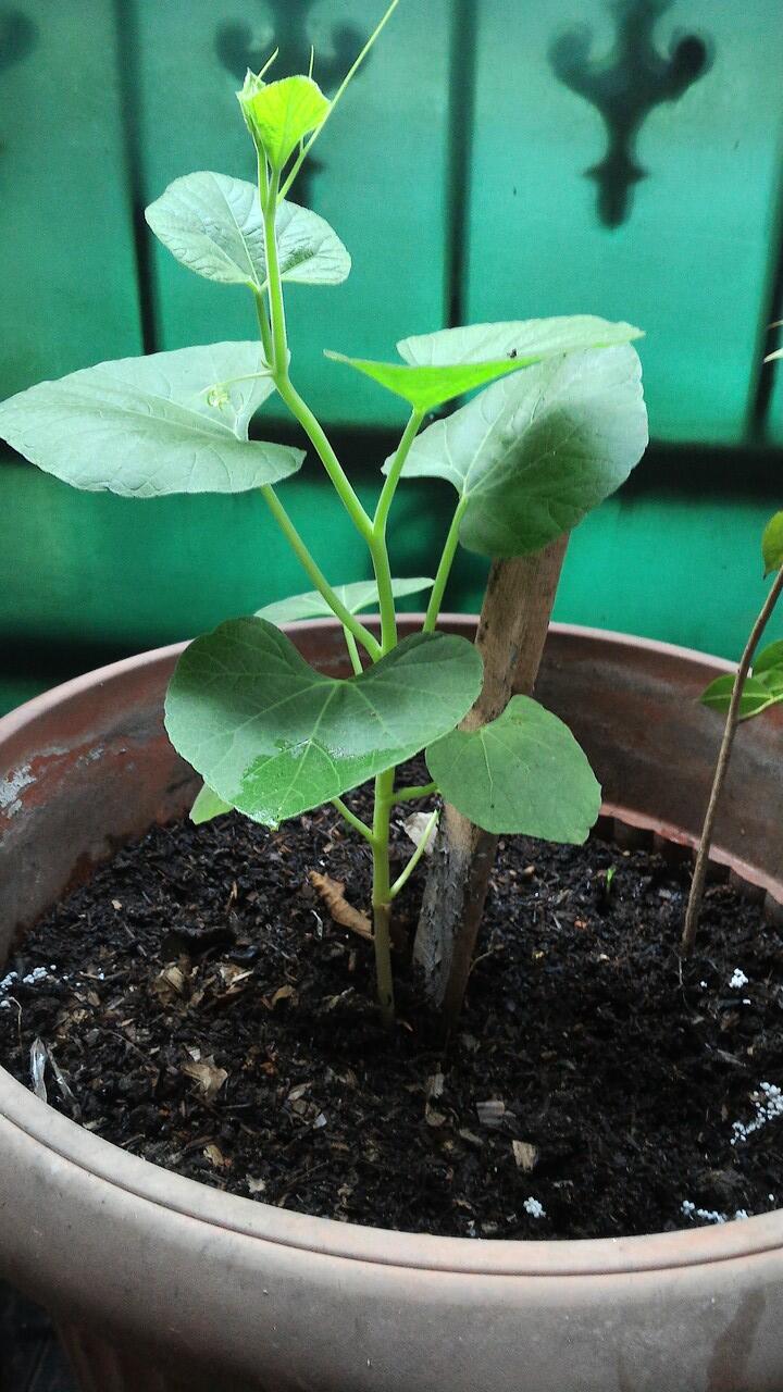 JUAL BENIH LANGKA JAGUNG HITAM SUKU AZTEC / BLACK CORN AZTEC