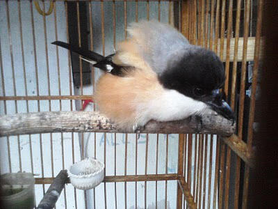 Burung Cendet Mengembangkan Bulunya Saat Di Dekati