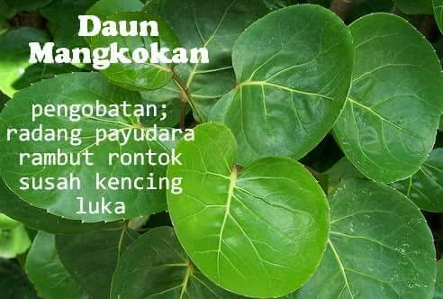 tumbuhan ini bisa untuk obat