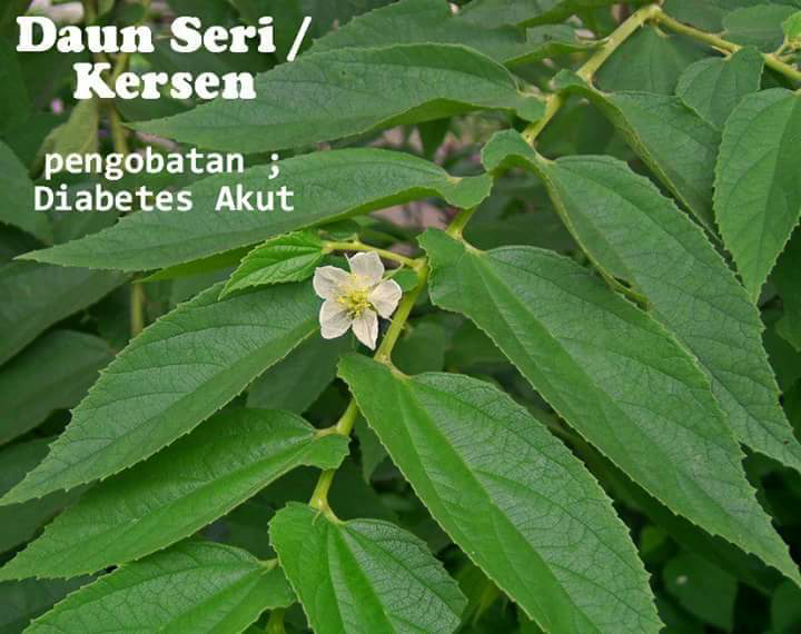 tumbuhan ini bisa untuk obat
