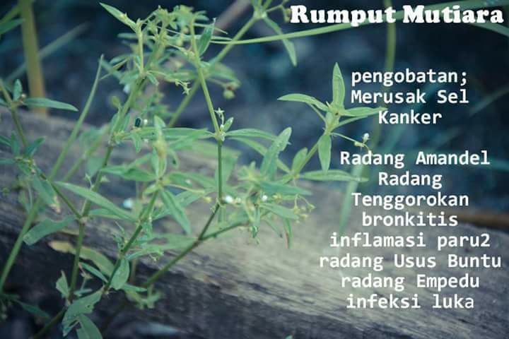 tumbuhan ini bisa untuk obat