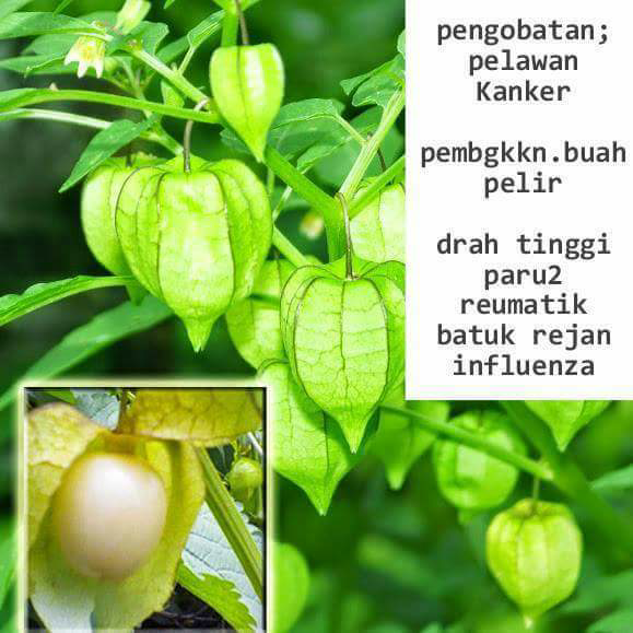 tumbuhan ini bisa untuk obat