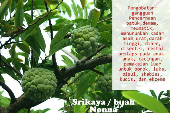 tumbuhan ini bisa untuk obat