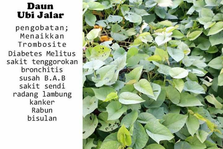 tumbuhan ini bisa untuk obat