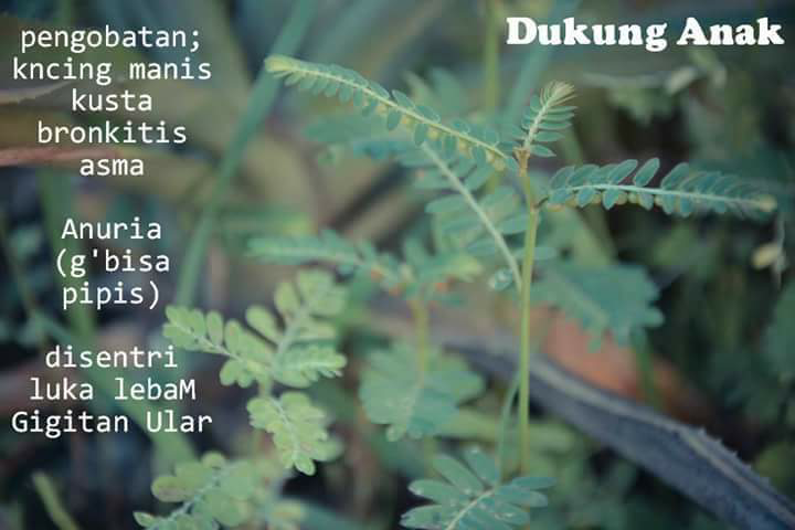 tumbuhan ini bisa untuk obat
