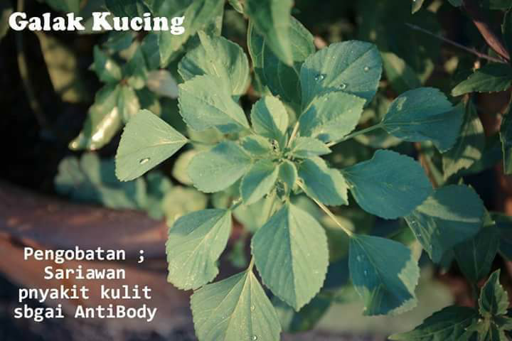 tumbuhan ini bisa untuk obat
