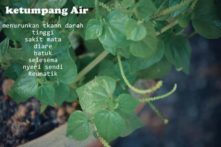 tumbuhan ini bisa untuk obat