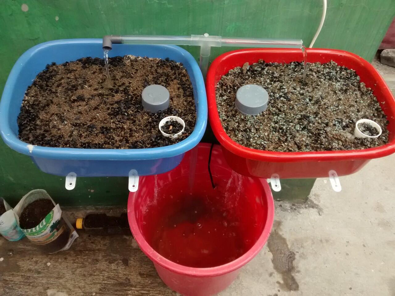 &#91;KOMBAT&#93; Mini Aquaponic dan Aerogarden Solusi G0 GREEN di Rumah