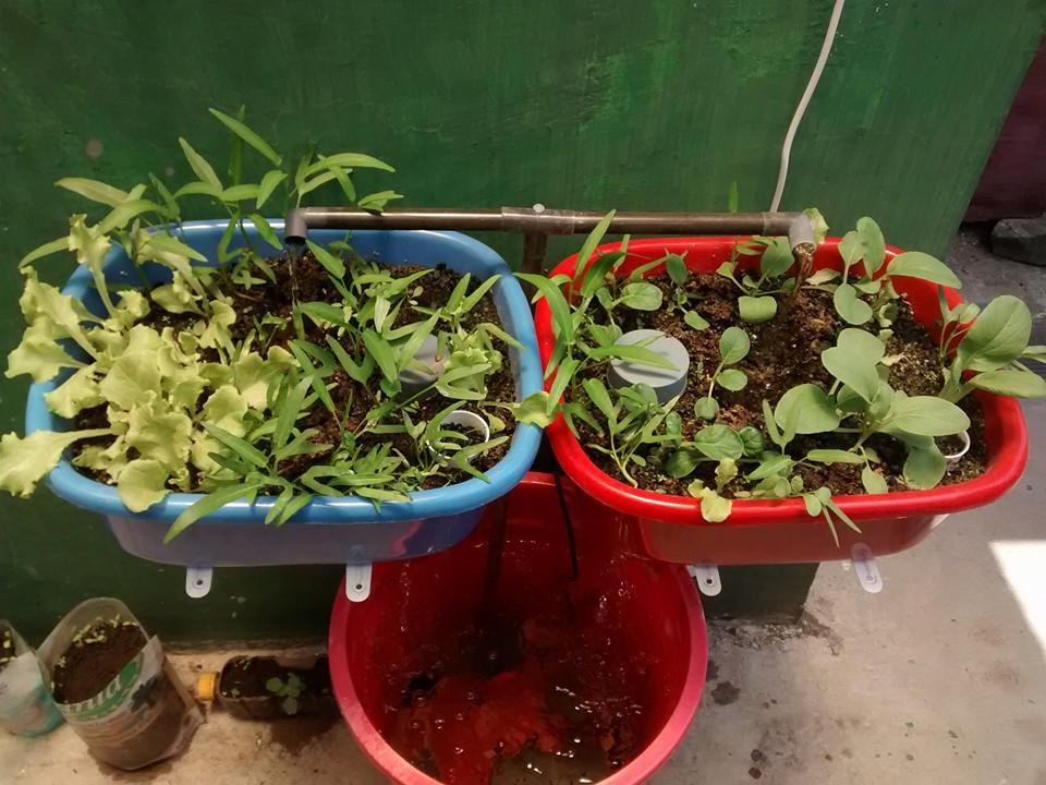 &#91;KOMBAT&#93; Mini Aquaponic dan Aerogarden Solusi G0 GREEN di Rumah