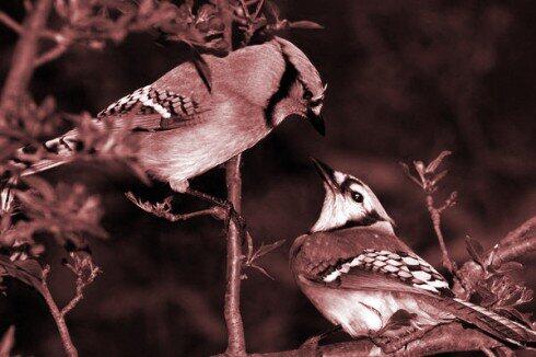 {JANGAN SALAH} Bagaimana Hukum Berdoa Minta Pacar?