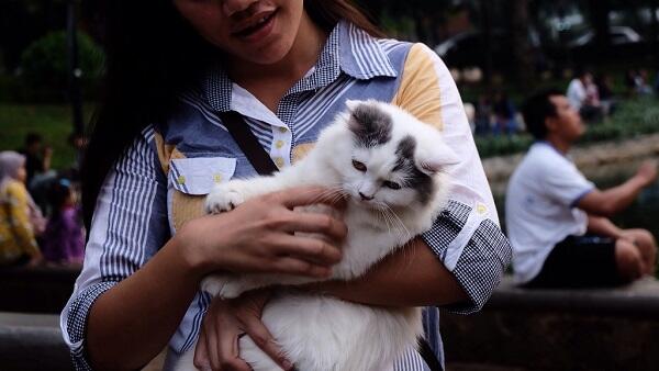 Hello Community : Kenali dan Sayangi Kucing Bersama Cat Lovers KASKUS