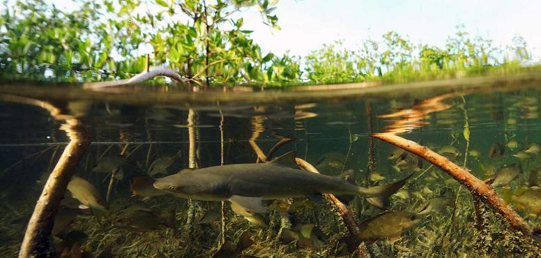 Ada Apa Dengan Mangrove ? Sejuta Manfaat Pohon Mangrove