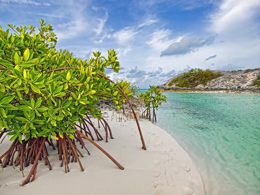 Ada Apa Dengan Mangrove ? Sejuta Manfaat Pohon Mangrove