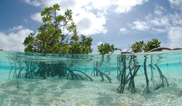 Ada Apa Dengan Mangrove ? Sejuta Manfaat Pohon Mangrove