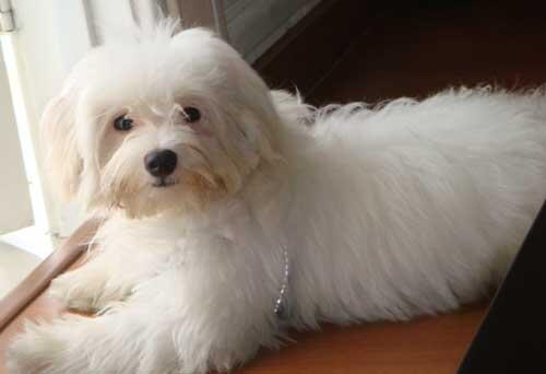 Terjual Jual Anjing Mini & Super Mini Maltese - Anakan 