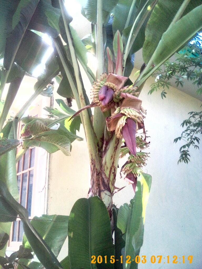 Pisang bercabang 3