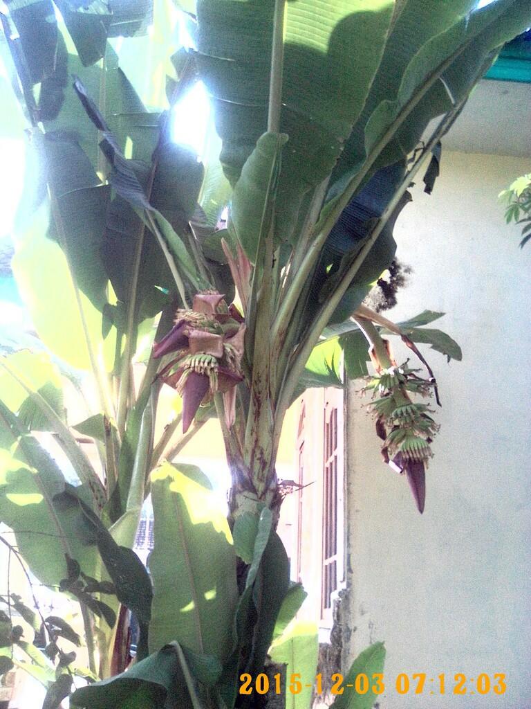 Pisang bercabang 3
