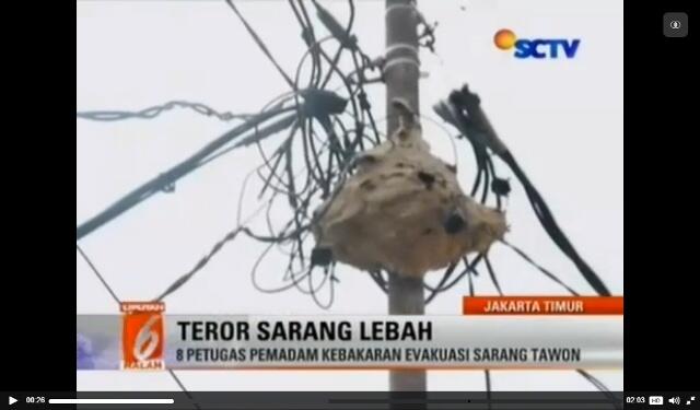 &#91;Teror Lebah&#93; Bersarang di Tiang LIstrik, Sarang Lebah Resahkan Warga
