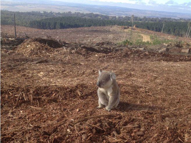 11 Hutan Terbesar di Dunia yang Kian Terancam !!!