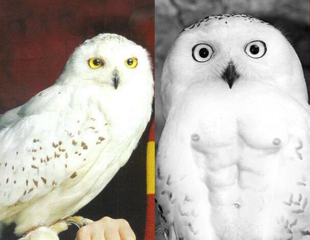 Perbandingan Wajah Pemeran Harry Potter Dulu &amp; Sekarang !!
