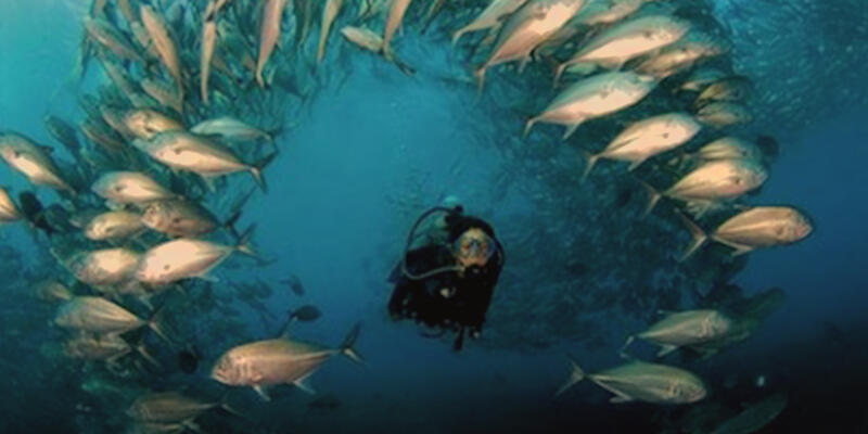 keindahan pulau di indonesia yang cocok untuk diving, pas di musim hujan lagi bray.