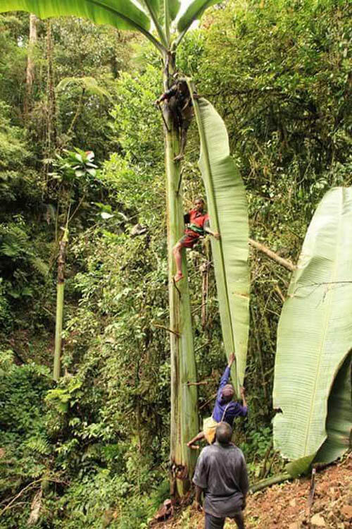  Heboh!! Pisang Raksasa di Papua Nugini 