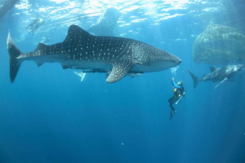 Tempat Diving Paling Indah Yang Wajib Agan kunjungi!