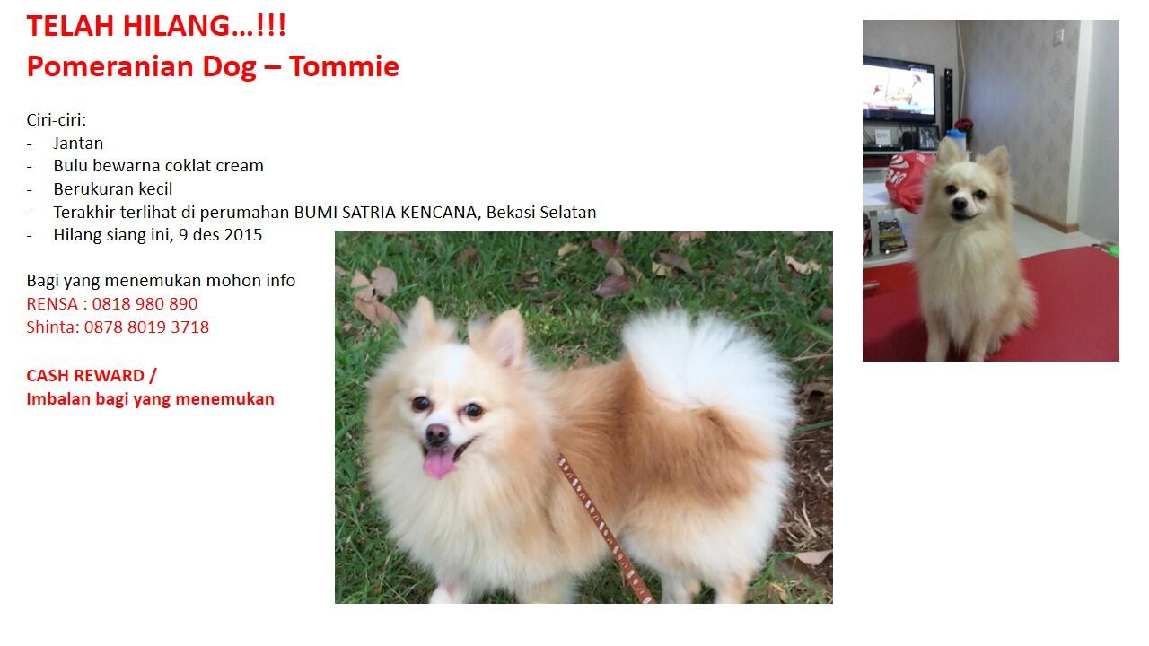 Mohon Bantuan Kaskuser - Telah Hilang Anjing Saya (Pomeranian)